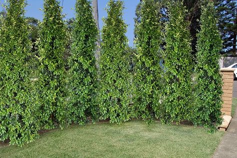 Lily Pilly, Tall Hedge, Screening Plants, Courtyard Plants, Lilly Pilly, Garden Hedges, Screen Plants, Hedging Plants, Best Plants