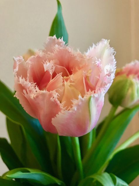 Fringed pink tulip with a hint of green Fringed Tulips, Pink And Yellow Tulips, Tulip Varieties, Red And Pink Tulips, Pink Parrot Tulips, Wedding Moodboard, Colored Flowers, Salmon Color, Summer 22