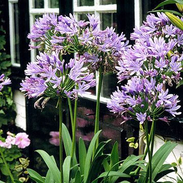 Agapanthus Plant, Agapanthus Africanus, Florida Flowers, African Lily, Florida Native Plants, Florida Landscaping, Florida Plants, Florida Gardening, Have Inspiration