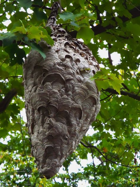 Hornet Nest 2015 - End Moth Nest, Hornet Nest, Hornets Nest, Wasp Nest, Raising Goats, Rock Flowers, Bees And Wasps, Natural Structures, Creepy Crawlies