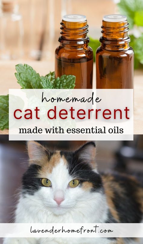 homemade cat deterrent with peppermint oil and a calico cat Diy Cat Calming Diffuser, Homemade Cat Repellent, Natural Cat Repellent Indoor, Essential Oil Cat Repellent, Cat Pee Deterrent Essential Oils, Natural Cat Repellent Yards, Essential Oil Cat Deterrent Spray, Diy Cat Deterrent Spray For Furniture, Essential Oils For Cat Urine