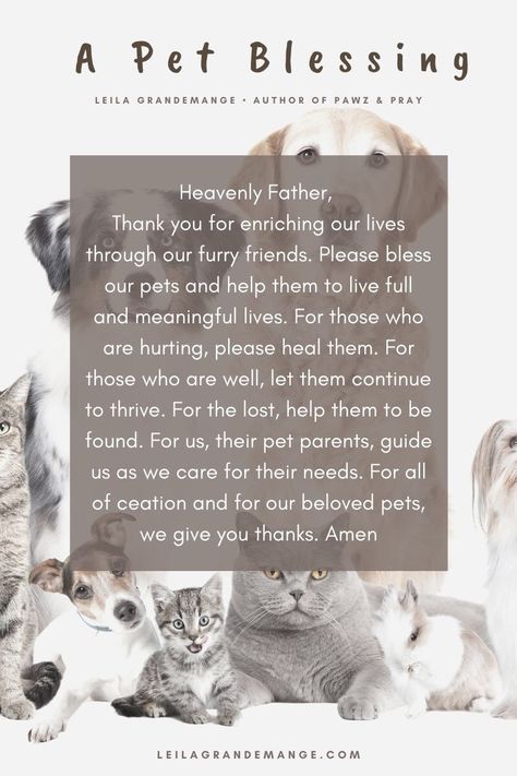 Prayer For Sick Dog, Pet Blessing, Pet Healing, Journey With God, Turn To God, Dog Poems, Joy In The Journey, Sick Cat, Bedtime Prayer