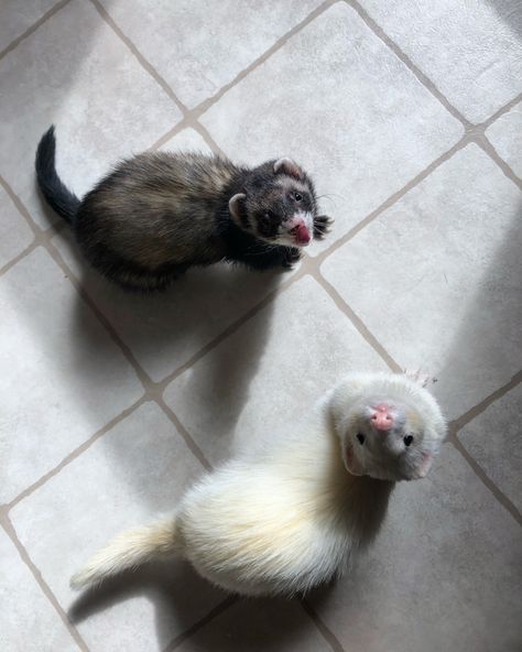 #ferrets good morning 🌞 Two Ferrets, White Ferret, Ferrets Care, Baby Ferrets, Funny Ferrets, Pet Ferret, Cute Ferrets, Baby Animals Funny, Silly Animals