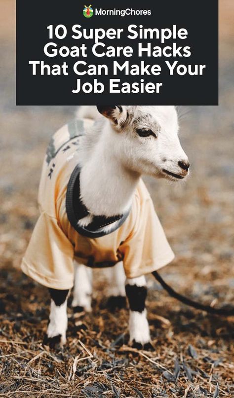 Here we have 10 goat care hacks which will make the life of any goat owner much easier. And if you are considering getting goats, keep these hacks in mind! Types Of Goats, Happy Goat, Goat Pen, Goat Care, Raising Goats, Dairy Goats, Mini Farm, Goat Farming, Baby Goats