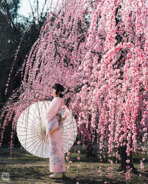 Japan Photoshoot, Cute Kimonos, Sakura Bloom, Japanese Festival, Ancient Chinese Clothing, Cherry Blossom Festival, Vacation Mood, Japan Culture, Japan Aesthetic