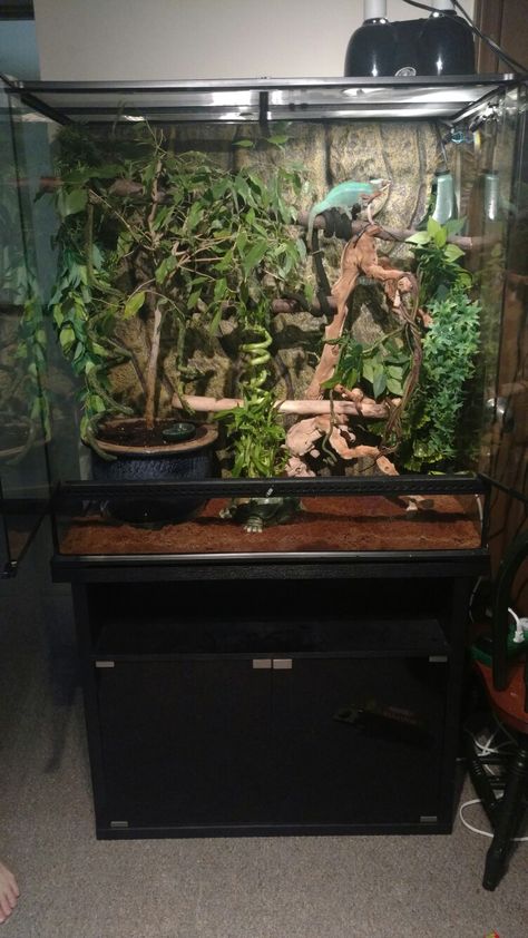 Chameleon Terrarium Ideas, Panther Chameleon Enclosure, Chameleon Cage Setup Ideas, Chameleon Terrarium, Chameleon Enclosure, Lizard Cage, Lizard Terrarium, Chameleon Cage, Snake Terrarium