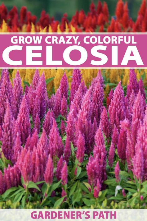 A denizen of hot, well-drained gardens, celosia offers a kaleidoscopic array of colors and flower styles. From fan-shaped flowers to colorful plumes straight from a Dr. Seuss story, you’re sure to find one just for you. Learn how to care for this flower for all-season color now. #celosia #flowergardens #gardenerspath Celosia Plant, Celosia Flower, Asian Garden, Cut Flower Garden, Flower Landscape, Annual Flowers, Beautiful Flowers Garden, Garden Care, Flower Farm