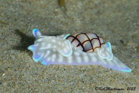 Nudibranch Central | ...I'm Batman....or not, this is a Guam paper bubble snail (Micromelo guamensis) under the Tallebudgera creek bridge, (Queensland, Australia) morning... Creek Bridge, I'm Batman, Sea Snail, Sea Slug, Im Batman, Little Critter, Queensland Australia, Marine Animals, Amphibians