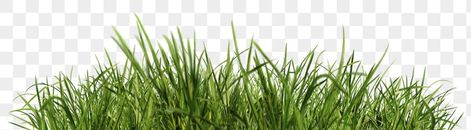 Green Grass Png, Grass Png, Architecture Concept Drawings, Beautiful Flowers Pictures, Backgrounds Free, Concept Architecture, Green Grass, Image Photography, Flower Pictures