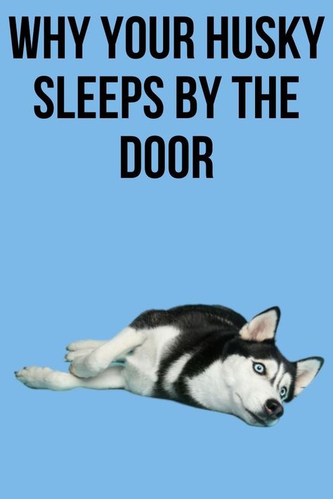 Husky Mom Quotes, Husky Jokes, Husky Care, White Siberian Husky Puppy, Husky Dog Names, Husky Quotes, Husky Puppy Training, Haski Dog, Husky Facts