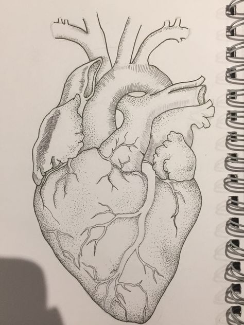 Sketch Of Human Heart, Anatomically Correct Heart Drawing, Anatomical Art Sketches, Drawing Human Heart, Anatomical Heart Art Drawing, Human Parts Drawing, How To Draw A Realistic Heart, How To Draw Heart Human, Human Heart Drawing Sketches