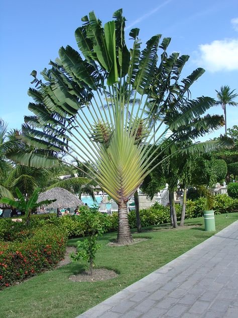 Palm Trees Garden, Palm Trees Landscaping, Weird Trees, Amazing Trees, Tropical Garden Design, Tropical Tree, Outdoor Gardens Design, Unique Trees, Green Park