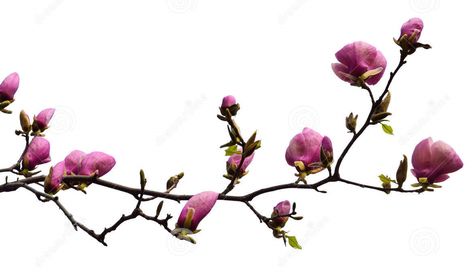 Branch of Black Tulip Magnolia Tree Black Tulip Magnolia, Tulip Magnolia Branches, Magnolia Soulangeana, Tree Branch Tattoo, Tulip Magnolia, Marsala Color, Magnolia Branch, Branch Tattoo, Magnolia Tree