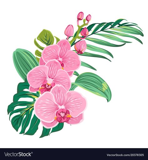 Orchid Drawing, Orchids Painting, Orchid Leaves, Orchid Bouquet, Leaves Vector, Digital Flowers, Exotic Flowers, Floral Background, Tropical Leaves