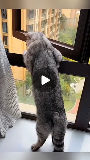 Animal Videos Funny, Funny Cats Video, Funny Animals Videos, Cat Videos Funny, Funny Animal Clips, Funny Animal Images, Bollywood Dance Choreography, Dog Cat Pictures, Very Funny Gif