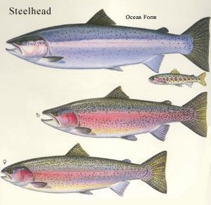 meet the species steelhead Trout Painting, Fish Chart, Trout Art, Steelhead Fishing, Creature Marine, Steelhead Trout, Trout Fishing Tips, Fly Fishing Tips, Carpe Koi