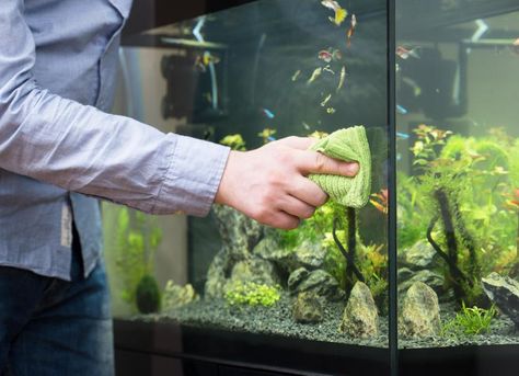 Learn how to clean a fish tank properly, including step-by-step instructions and fish tank care products you'll need. Marine Fish Tanks, Fish Tank Cleaning, Aquarium Maintenance, Tropical Fish Aquarium, Cleaning Fish, Aquarium Water, Betta Fish Tank, Freshwater Aquarium Fish, Fish Tank Plants