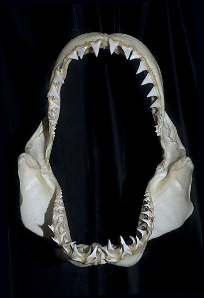 Great White Shark Jaw Great White Shark Teeth, Shark Jaw, Bird Taxidermy, Teeth Pictures, Shark Pictures, Shark Jaws, Megalodon Shark, Shark Family, Taxidermy Mounts