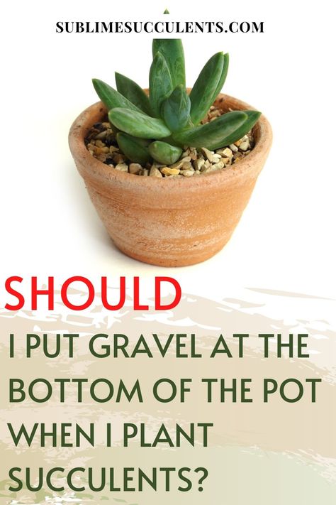 Succulent terrariums are the popular trend, but are not the best set up for these plants. Sublime Succulents explains why you should be wary of these new practices that include putting gravel at the bottom of succulent pots. We go into great detail explaining the science behind why including gravel in the pot will actually interfere with water absorption and not maximize the plant’s ability to utilize the water. To find out more, download here… #succulentterrariums #succulents #gravelsucculents Pea Pebbles, Outdoor Succulents, Succulent Terrariums, Indoor Succulents, Succulent Species, Plant Succulents, Flowering Succulents, House Plant Pots, Pea Gravel