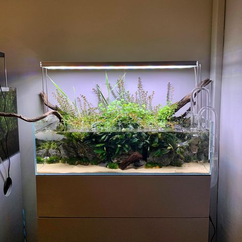 Shallow Fish Tank, Shallow Tank Aquascape, Shallow Aquascape, Ada Aquascape, Diy Aquaponics, Betta Aquarium, Aquaponics Fish, Fish Breeding, Aquaponics System