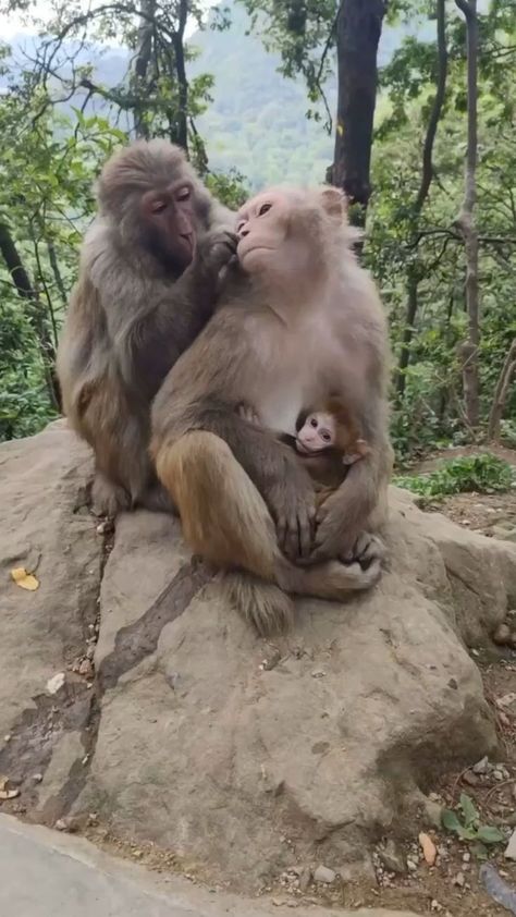 Family Monkey, Monkey Family, Dog Accesories, Funny Phone, Awesome Animals, Animals Cute, Dog Videos, Cute Monkey, Funny Birds