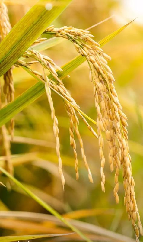 Rice Harvesting Photography, Padi Sawah, Agriculture Photography, Paddy Field, College Graduation Pictures Poses, Muslimah Photography, Nature Photography Trees, Rice Paddy, Wedding Gift Pack