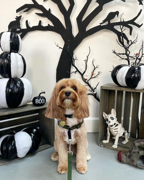 Our buddy @raylandthe.cavapoo looking BOO-tiful during his trip to the groomers (how cute are their decorations!?) 👻 Where are your favorite Bay Area spots to snap Halloween photos of your pup? Let us know in the comments! 🎃 #wildebeestco #doggear #dogparents #doghalloween #halloweendogs #halloween #dogaccessories #dogbrands Pet Photobooth Ideas, Halloween Dog Party Ideas, Dog Grooming Photo Backdrop, Dog Photo Backdrop, Dog Photo Booth, Halloween Groom, Grooming Salon Decor, Dog Grooming Salon Decor, Halloween Home Party