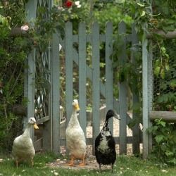 The Murmuring Cottage Chicken Wire Fence, Runner Ducks, Country Fences, Garden Bedroom, Farms Living, Garden Pictures, Country Farm, Country Gardening, Garden Fence