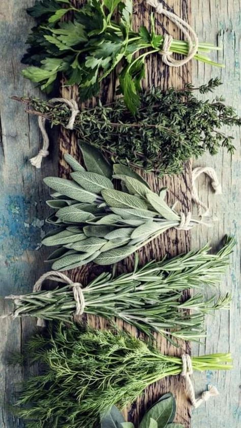 Herb Photography, Herbal Essence, Witch Aesthetic, Green Witch, Medicinal Herbs, Herbal Medicine, Herb Garden, Horticulture, Fresh Herbs