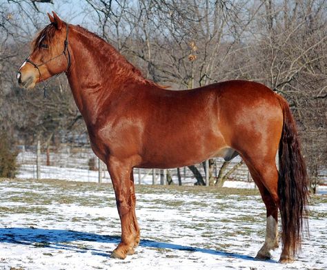 Horses Chestnut, Horses In Snow, Morgan Horses, Red Chestnut, Morgan Horse, Horse Coats, Most Beautiful Horses, Architecture Art Design, Chestnut Horse