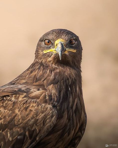 Steppe Eagle, Wildlife Of India, Duck Blind, Bird Facts, Eagles, Animals, Instagram