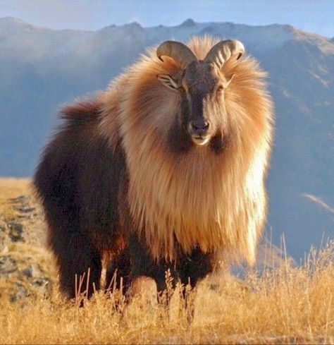 A striking Himalayan Tahr (Hemitragus jemlahicus). The tahr is a wild goat native to the Himalayas in southern Tibet, northern Pakistan, northern India and Nepal. Interesting Animals, Mule Deer, Unusual Animals, Mountain Goat, Rare Animals, Manx, Animal Planet, An Animal, Exotic Pets