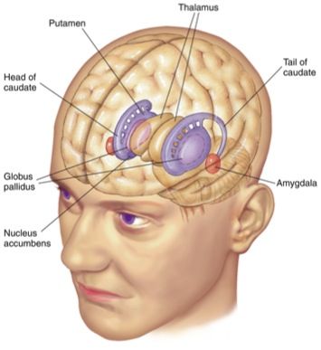 Basal Ganglia Anatomy, Structural Integration, Medical Assistant Student, Basal Ganglia, Andrew Miller, Biology Classroom, Brain Memory, Basic Anatomy And Physiology, Brain Facts