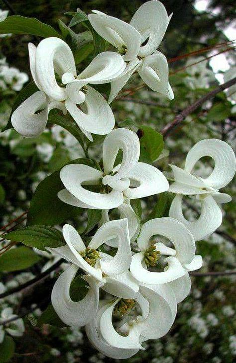 Rare Mexican Dagwood tree - stunning! Cornus Florida, Dogwood Tree, نباتات منزلية, Dogwood Trees, Moon Garden, Unusual Flowers, Unusual Plants, Rare Flowers, White Gardens