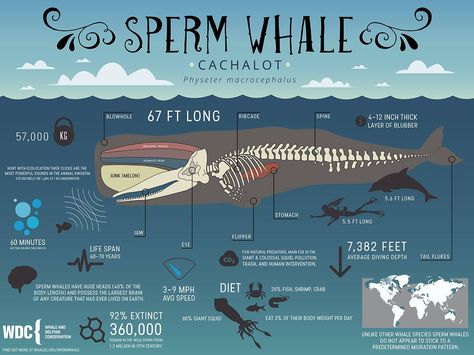 The sperm whale belongs to the suborder of toothed whales and dolphins (odontocetes) and is one of the easiest whales to identify at sea. Whale Types, Whale Evolution, Types Of Whales Illustration, Whale Scientific Illustration, Marine Biology Orca, Whale Sculpture, Oceanography Marine Biology, Whale Facts, Animal Infographic