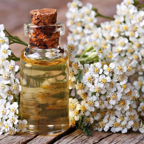 Yarrow: Medicinal Benefits and Magic | Berkeley Herbal Center Yarrow Oil, Yarrow Flower, Dream Cream, Herbal Recipes, Herbal Tinctures, Herbal Apothecary, Natural Healing Remedies, Herbal Healing, Herbal Magic