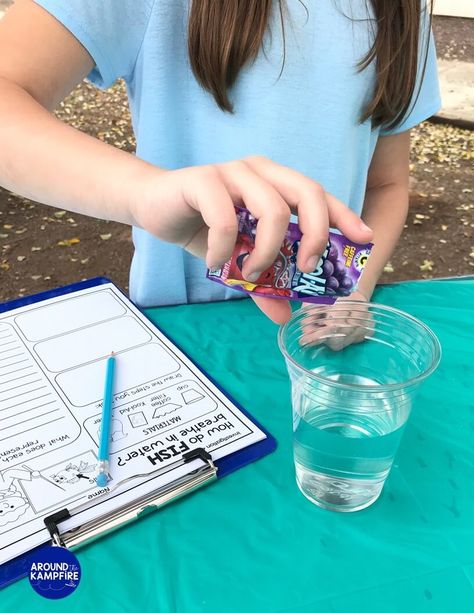 Simulate how a fish breathes underwater in this ocean animal adaptations science experiment. This easy science activity is an ideal addition to your 2nd grade or 3rd grade animal adaptations unit! Animal Adaptations Experiments, Plant Adaptations Activities, Animal Adaptations Activities, Adaptations Science, Adaptations Activities, Habitat Activities, Plant Adaptations, Animal Experiments, Homeschool Nature Study