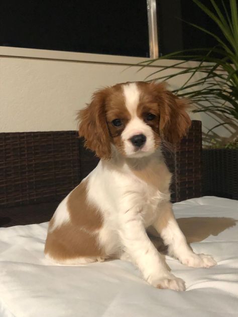 Cavalier King Charles Dog, King Charles Dog, Cavalier King, Charles Spaniel, Cavalier King Charles Spaniel, Cavalier King Charles, King Charles, Spaniel, Puppies