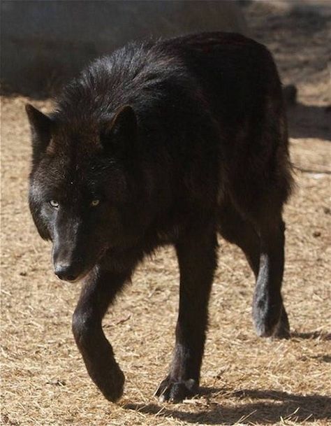 Wolves Black, Black Wolves, Wolf Poses, Wolf World, Dog Motif, Wolf Photos, Timber Wolf, Funny Animal Quotes, Beautiful Wolves