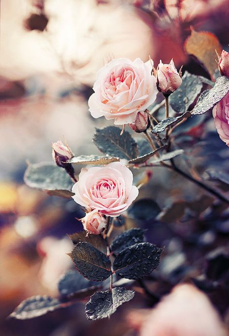 Ftd Flowers, Wallpaper Colour, Nature Photography Trees, Nature Photography Tips, Nature Photography Flowers, Flowers Photography Wallpaper, Roses Pink, Wallpaper Tumblr, Wallpaper Vintage