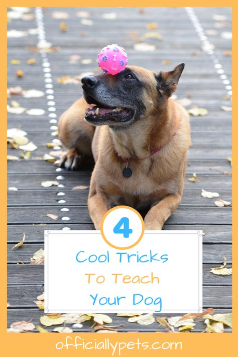 4 Cool Tricks to Teach Your Dog - Step by Step Teaching Guide | Looking for cool tricks to teach your dog? Check out these 4 dog tricks, which are in an easy to follow step by step format, to make dog training fun! Tricks To Teach Your Dog, Cool Tricks, Dog Tricks, Dog Steps, Dog Brain, Best Dog Training, Dog Hacks, Dog Agility, Dog Parents