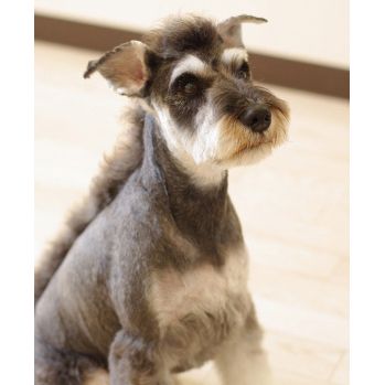 Mohawk he is such a gorgeous dog he can carry anything off Schnauzer Cut, Puppy Haircut, Schnauzer Grooming, Mini Schnauzer Puppies, Schnauzer Puppy, Mini Schnauzer, Miniature Schnauzer, Dog Pin, Pet Grooming