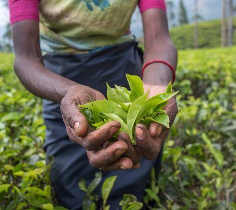 Tea Plants, Tea At Home, Tea Plant, Camellia Sinensis, Hydrangea Not Blooming, Planting Hydrangeas, Plant Information, Most Beautiful Gardens, Tea Garden