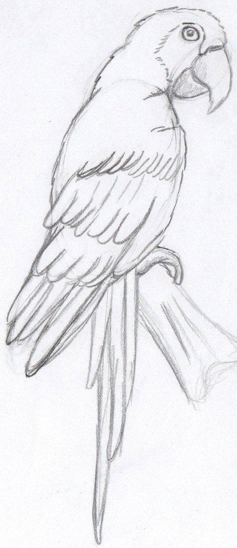 Beautiful Bird Drawing, Parrot Sketch Pencil, Parotts Bird Drawing Easy, Sketch Of Parrot, Parotts Bird Drawing, Parrot Drawing Pencil, Parrot Drawing Simple, Drawing Of Parrot, Animal Art Drawing Sketches