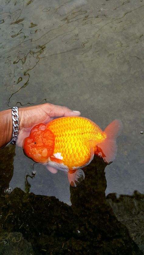 Rancho Goldfish, Ranch Goldfish, Ranchu Gold Fish, Oranda Goldfish, Fancy Goldfish, Lovely Creatures, Gold Fish, Aquatic Animals, Pretty Animals