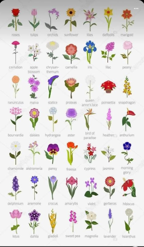 Pretty Flower Names, Different Kinds Of Flowers, Flower Chart, نباتات منزلية, Most Popular Flowers, Different Types Of Flowers, Flower Guide, Popular Flowers, Flower Meanings