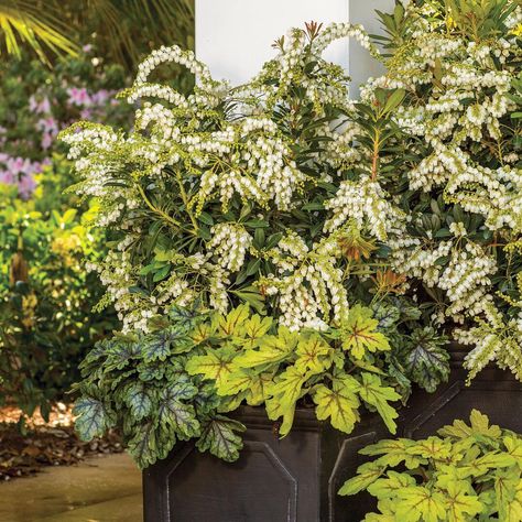 Take a look at this colorful pairing of plants by garden expert Kim Toscano, just in time for spring! #SouthernLivingPlants #KimToscano #gardendesign #MountainSnowPieris #TapestryHeucherella #AlabamaSunriseHeucherella Gardenia Shrub, Drought Tolerant Shrubs, Pieris Japonica, Southern Living Plant Collection, Southern Living Plants, Limelight Hydrangea, Acid Loving Plants, Mountain Snow, Flowering Shrubs