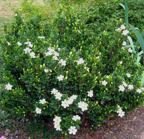 Everblooming gardenia veitchii Gardenia Veitchii, Everblooming Gardenia, Bush Landscaping Ideas, Bush Landscaping, Hillside Plants, Front Yard Planters, Ground Cover Flowers, Growing Gardenias, Tiny Courtyard