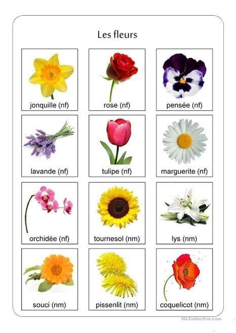 Montessori Diy, Preschool Worksheets, Learning Resources, Montessori, Vocabulary, Watercolor Art, Beautiful Flowers, Plants, Flowers