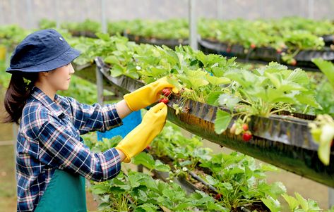 How vertical farming can be beneficial in agriculture industry Hydroponic Vegetables, Greenhouse Farming, Commercial Farming, Commercial Greenhouse, Farming Technology, Farming Techniques, Farming System, Vegetable Farming, Female Farmer